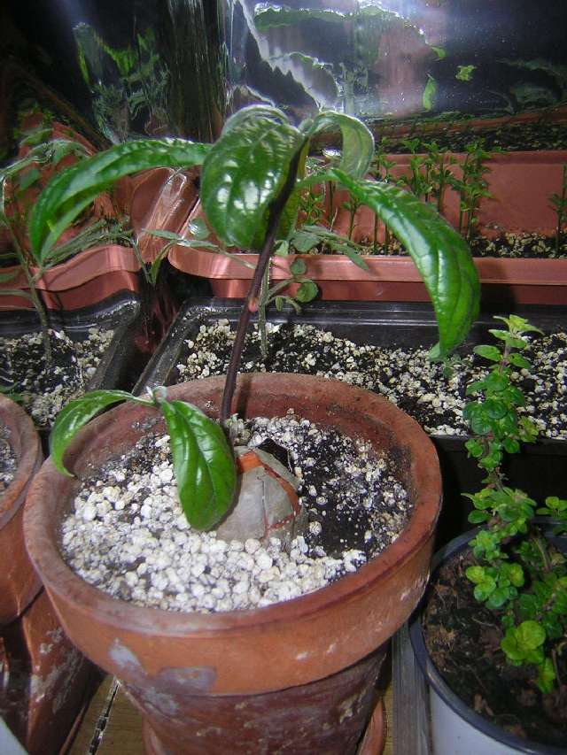 Avokado